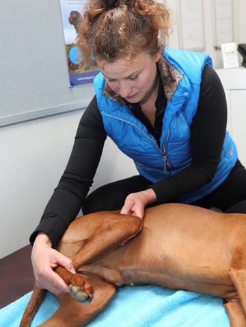Brook Barn Canine Clinical Massage Hannah Meeker