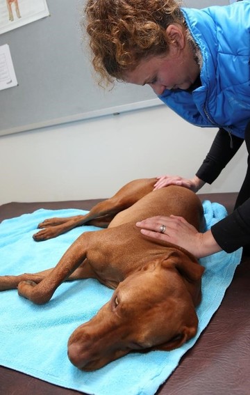Brook Barn Canine Clinical Massage Hannah Meeker