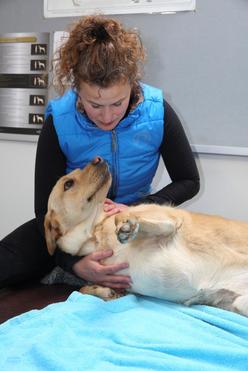 Brook Barn Canine Clinical Massage Hannah Meeker