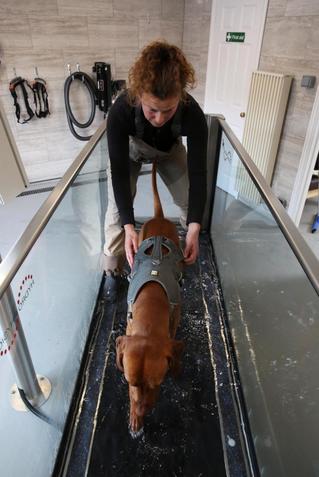 Brook Barn Canine Hydrotherapy Hannah Meeker