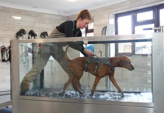 Brook Barn Canine Hydrotherapy  Hannah Meeker