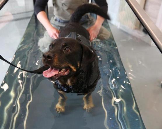 Brook Barn Canine Hydrotherapy  Hannah Meeker