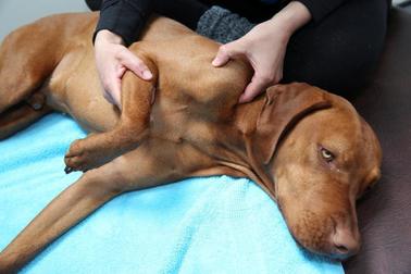 Brook Barn Canine Clinical Massage 