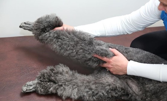 Brook Barn Canine Clinical Massage